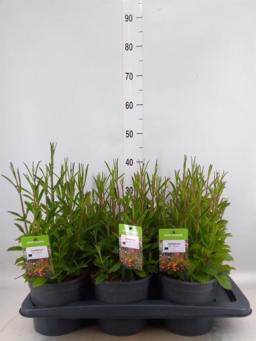 <h4>Verbena bonariensis</h4>