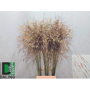 Stipa Gigantea 100 Cm