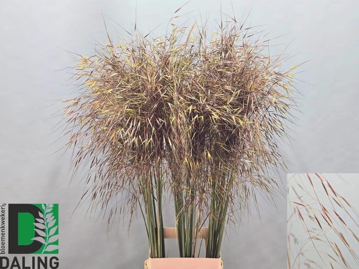 <h4>Stipa Gigantea 100 Cm</h4>