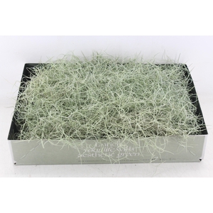 arr3 CP - Usneoides x6
