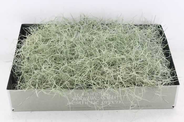 <h4>arr3 CP - Usneoides x6</h4>