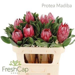 Protea Madiba