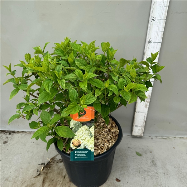 <h4>hydrangea paniculata limelight p32 / 15 ltr</h4>