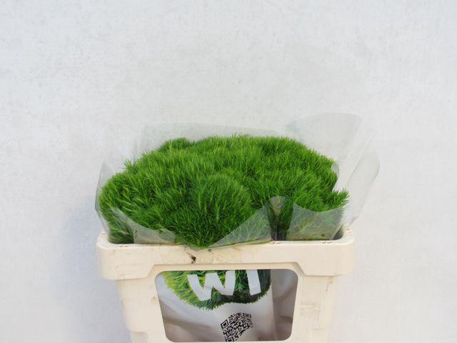 <h4>DI BARB KIWI MELLOW</h4>