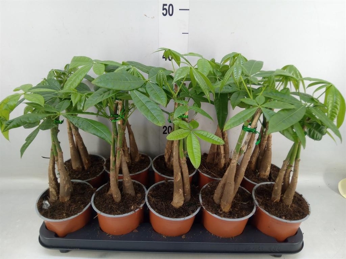 <h4>Pachira aquatica</h4>