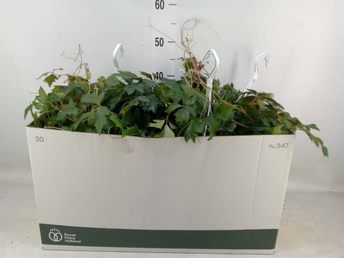 <h4>Cissus rhombifolia 'Ellen Danica'</h4>