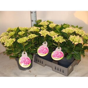 Hydrangea mac.   ...