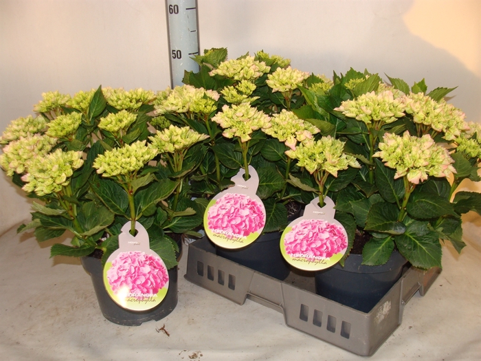 <h4>Hydrangea mac.   ...</h4>