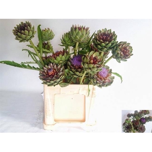CYNARA SC GREEN GLOB