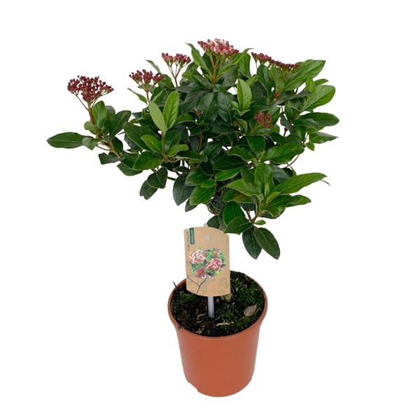 <h4>Viburnum Tinus op stam</h4>