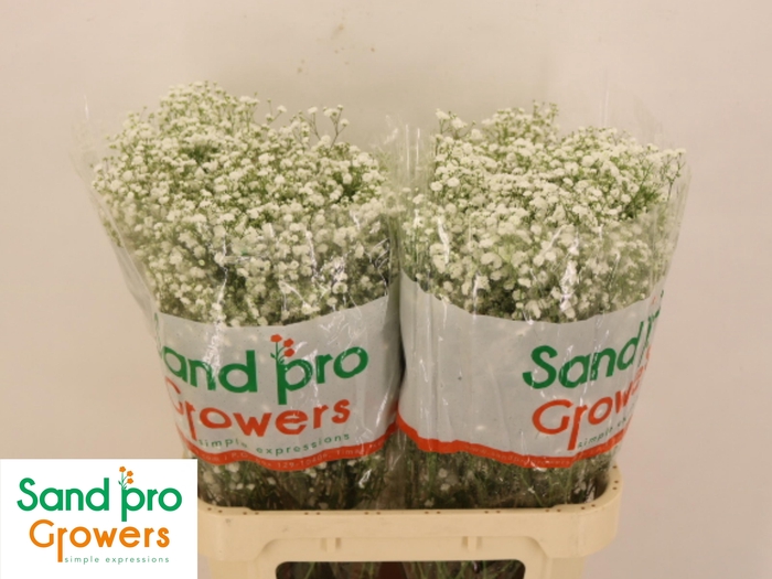 <h4>GYPS PA XLENCE</h4>