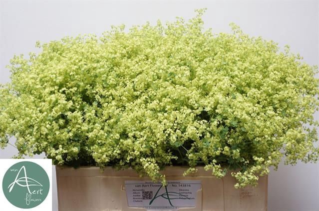 <h4>Alchemilla Robustica</h4>
