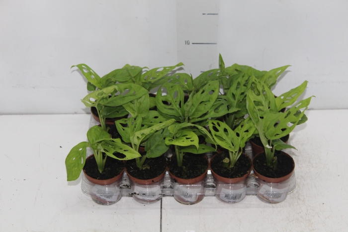 MONSTERA OBLIQUA ADANSONII P06