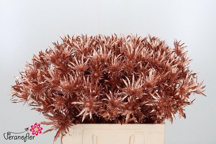 <h4>ERYN DOBIDA KLB H%</h4>