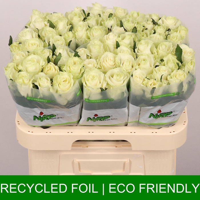 <h4>R GR ANASTASIA</h4>