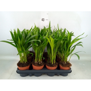 Dypsis lutescens   ...Chrysalidoca