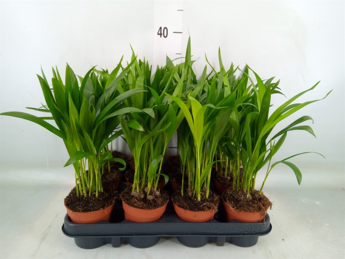 <h4>Dypsis lutescens   ...Chrysalidoca</h4>