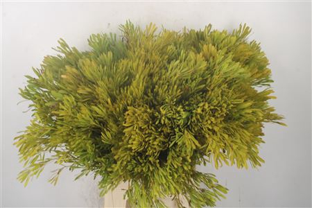 <h4>Leucad Platyspermum</h4>