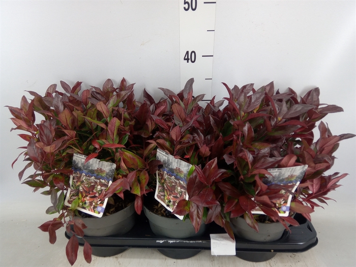 <h4>Leucothoe axillaris 'Zeblid'</h4>