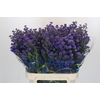 Aster Baby Parade