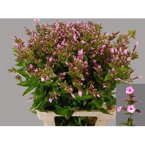 Phlox P Miss Ann Eye
