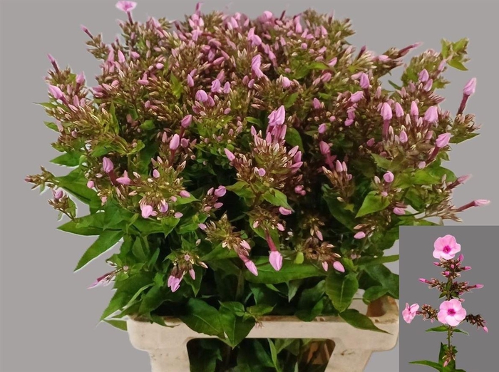 <h4>Phlox P Miss Ann Eye</h4>