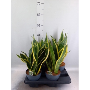 Sansevieria trifa. 'Futura Superba'