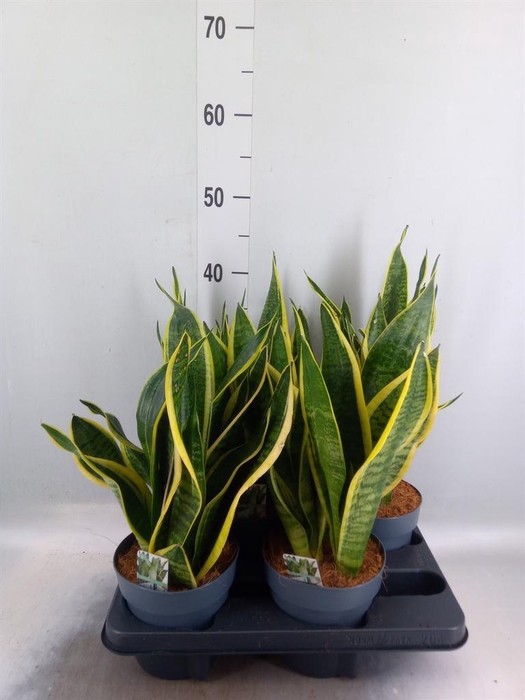 <h4>Sansevieria trifa. 'Futura Superba'</h4>