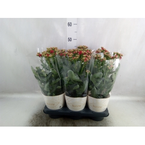 Kalanchoe  'Scarlet Red'