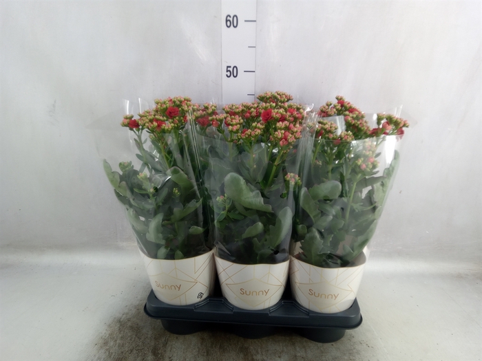 <h4>Kalanchoe  'Scarlet Red'</h4>