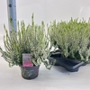 Calluna Garden Girls