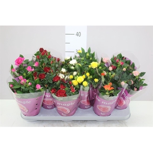 Rosa Beau Monde Gemengd