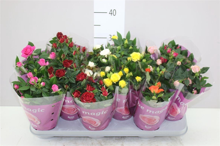 <h4>Rosa Beau Monde Gemengd</h4>