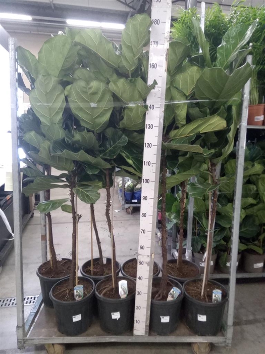 <h4>Ficus lyrata</h4>
