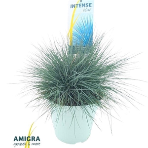 Festuca glauca Intens Blue