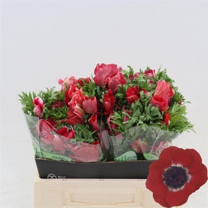 Anemone Galil Rood