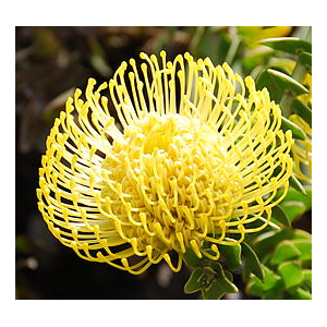 AA.Leucospermum High Gold