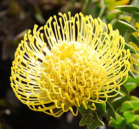 <h4>AA.Leucospermum High Gold</h4>