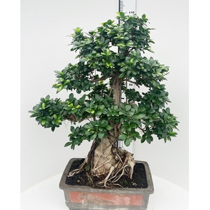 Ficus retusa, pot 49cm. Height 105cm.( single item)
