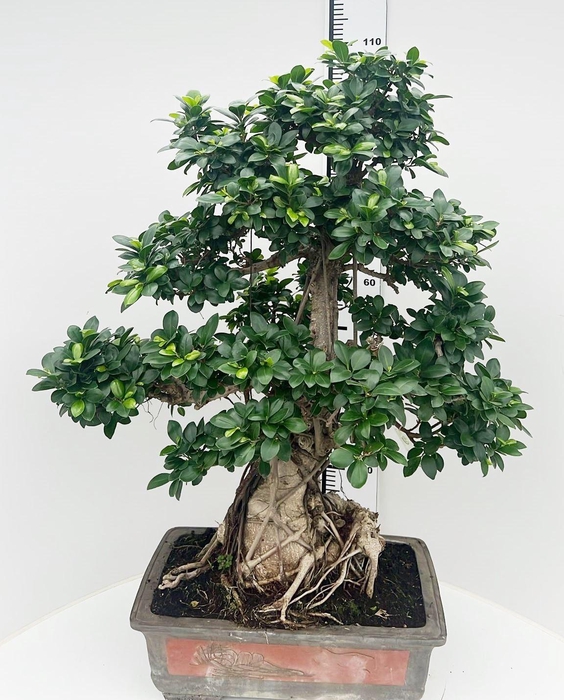 <h4>Ficus retusa, pot 49cm. Height 105cm.( single item)</h4>