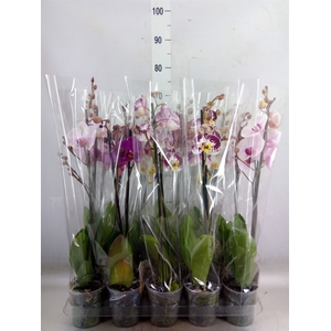 Phalaenopsis   ...mix  5
