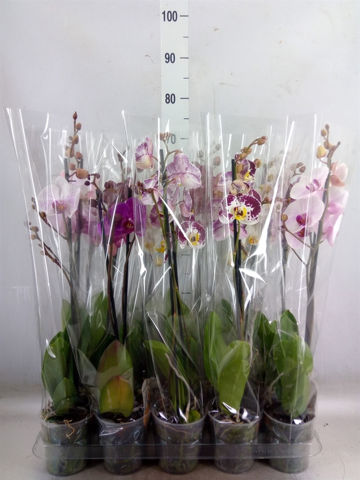 <h4>Phalaenopsis   ...mix  5</h4>