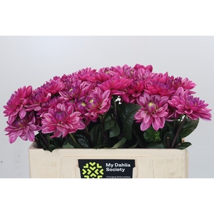 Dahlia Annamarie