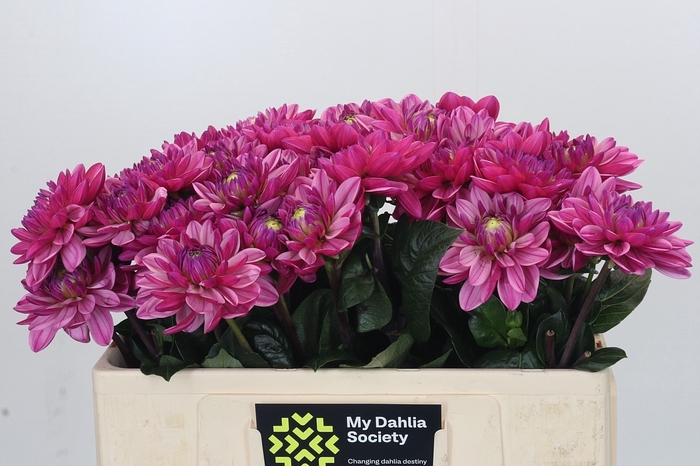 <h4>Dahlia Annamarie</h4>