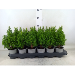 Chamaecyparis thyo. 'Alpica'
