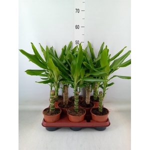 Dracaena frag. 'Steudneri'