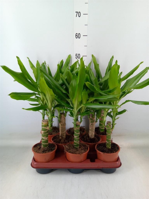 <h4>Dracaena frag. 'Steudneri'</h4>