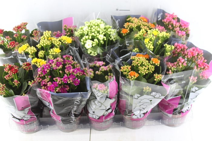 KALANCHOE DOBRADO P11