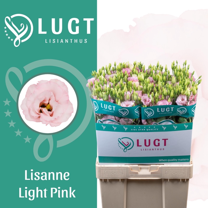 <h4>Lisianthus Lisanne light pink</h4>