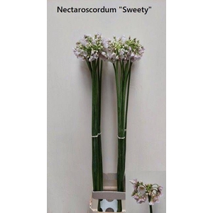 NECTAROSCORDUM SP